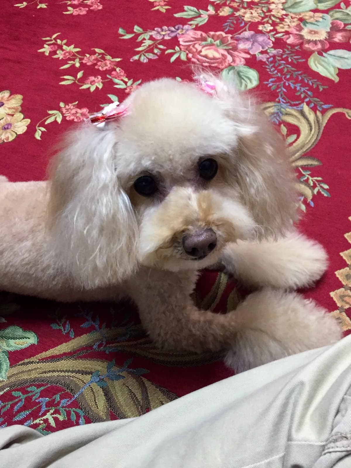 Poodle (Toy)