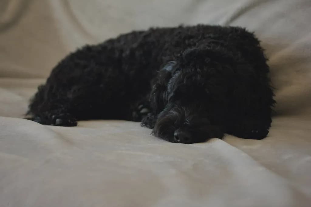 Schnoodle