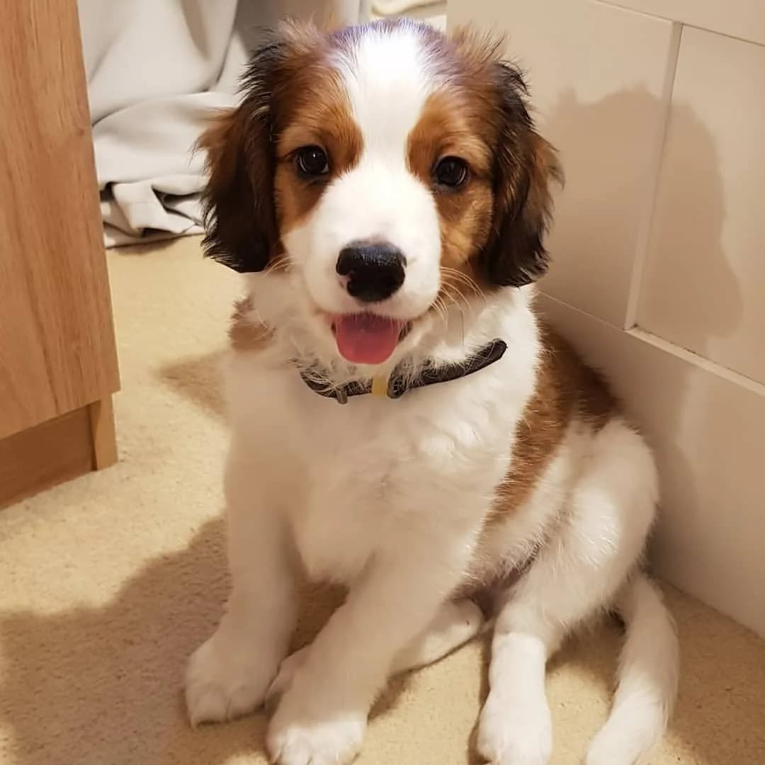 Kooikerhondje