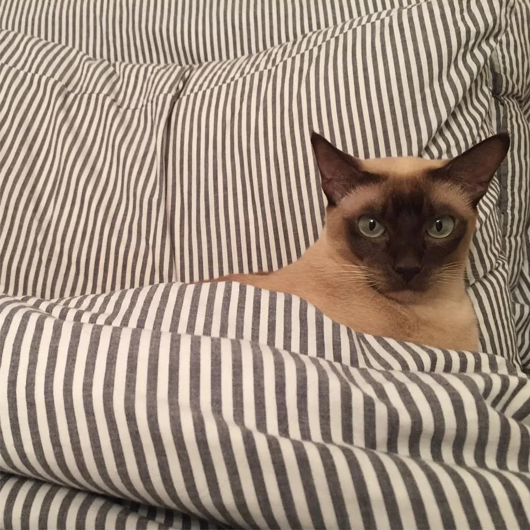 Tonkinese