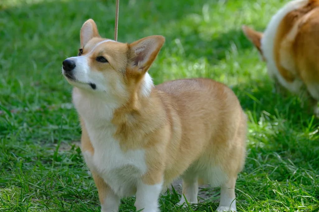 Pembroke Welsh Corgi