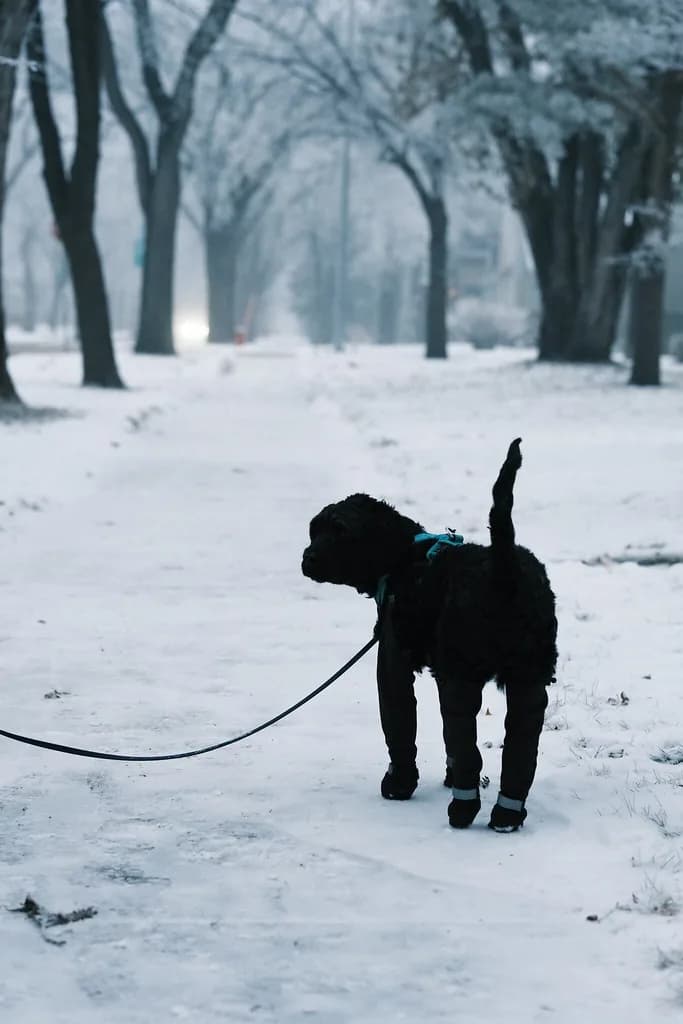 Schnoodle