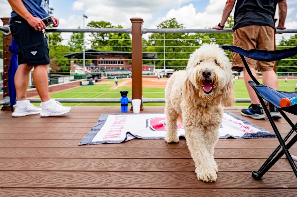 Goldendoodle