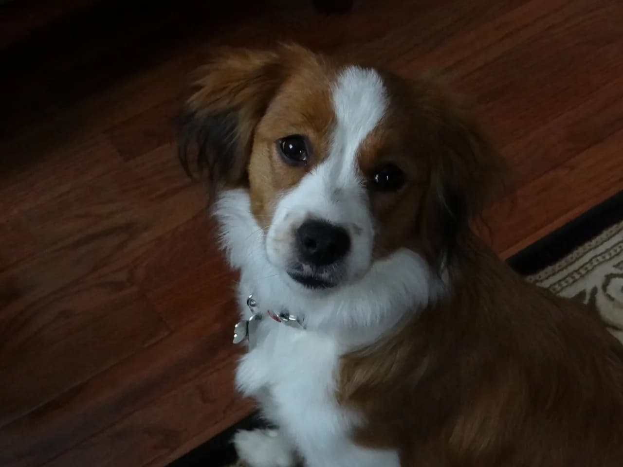 Kooikerhondje