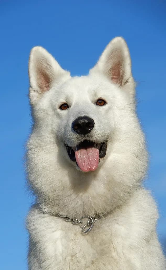 White Shepherd