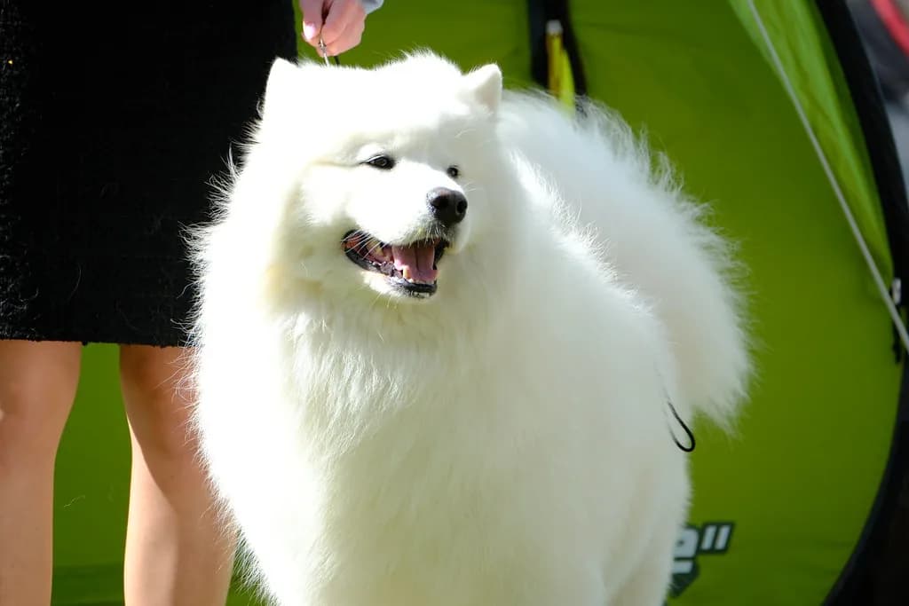 Samoyed