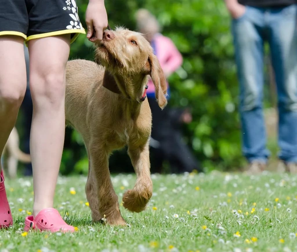 Vizsla