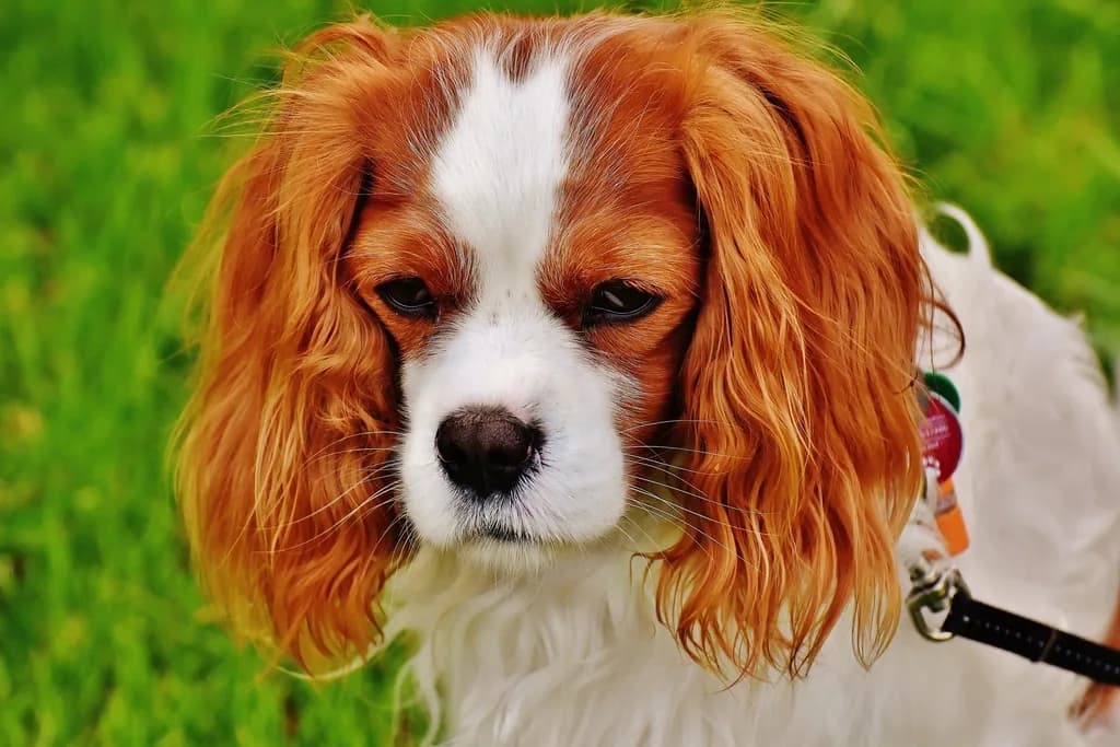 Cocker Spaniel