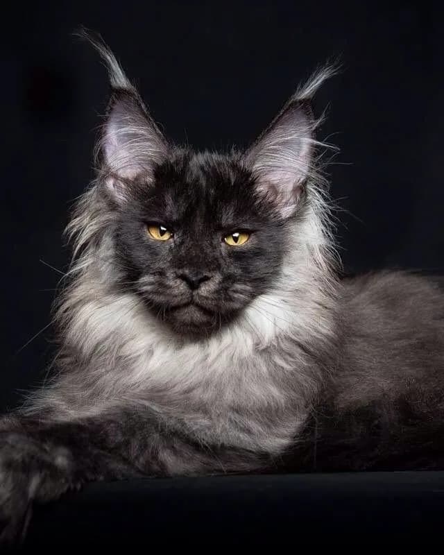 Meino meškėnas (Maine Coon)