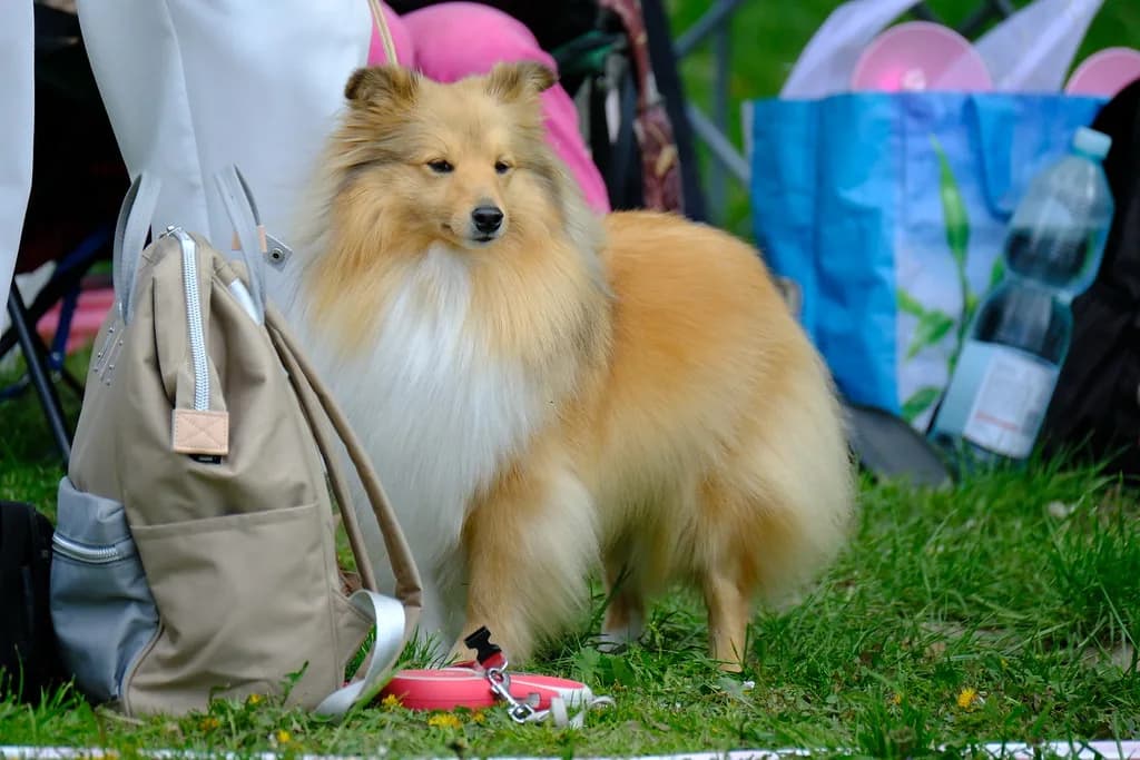 Shetland Sheepdog