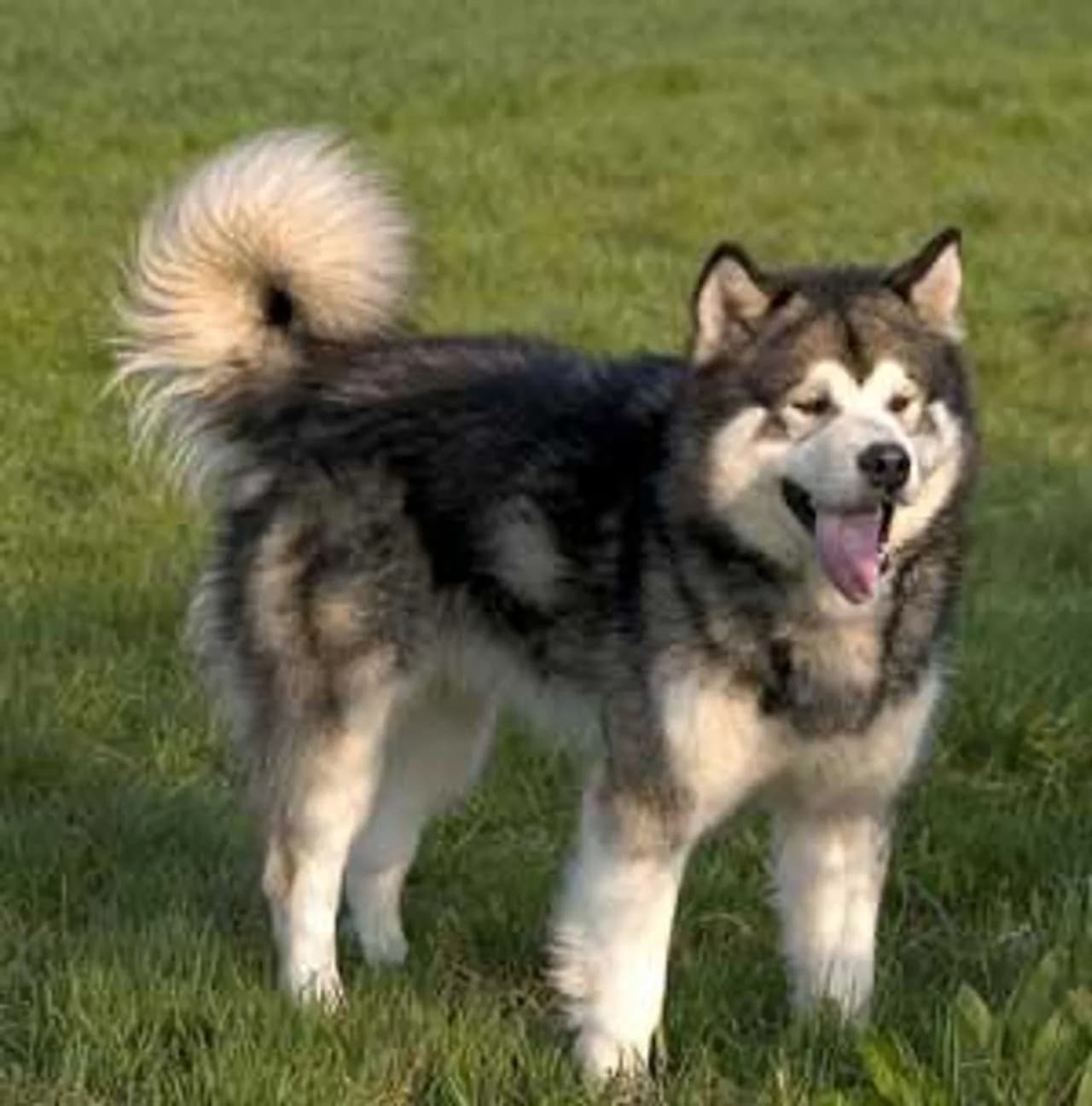 Alaskan Malamute