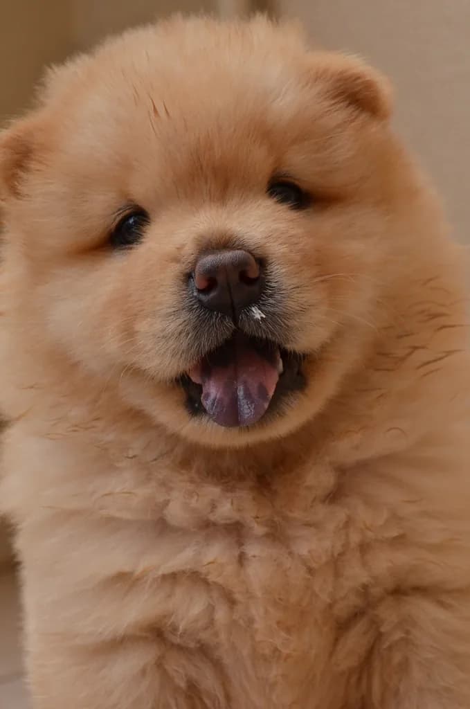 Chow Chow