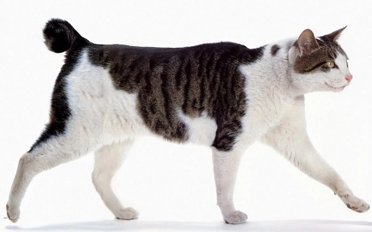 Japanese Bobtail