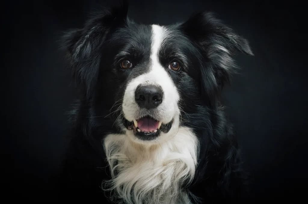 Australian Shepherd