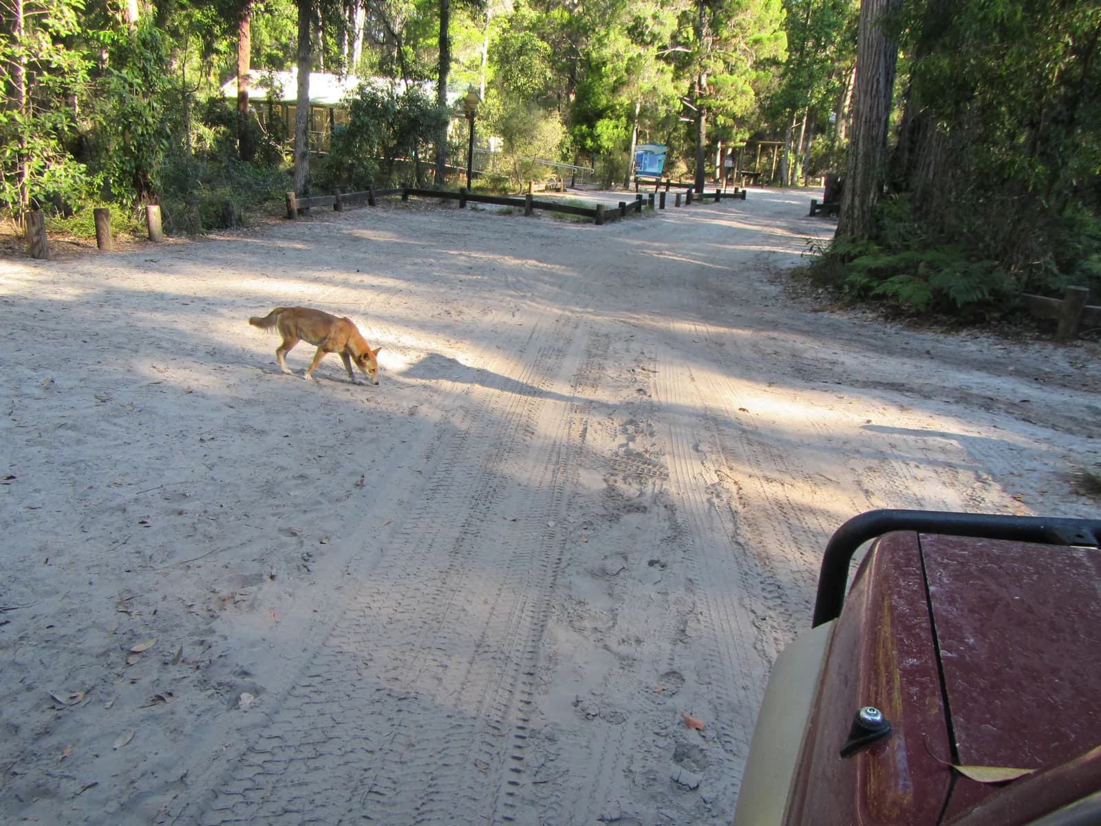 Dingo