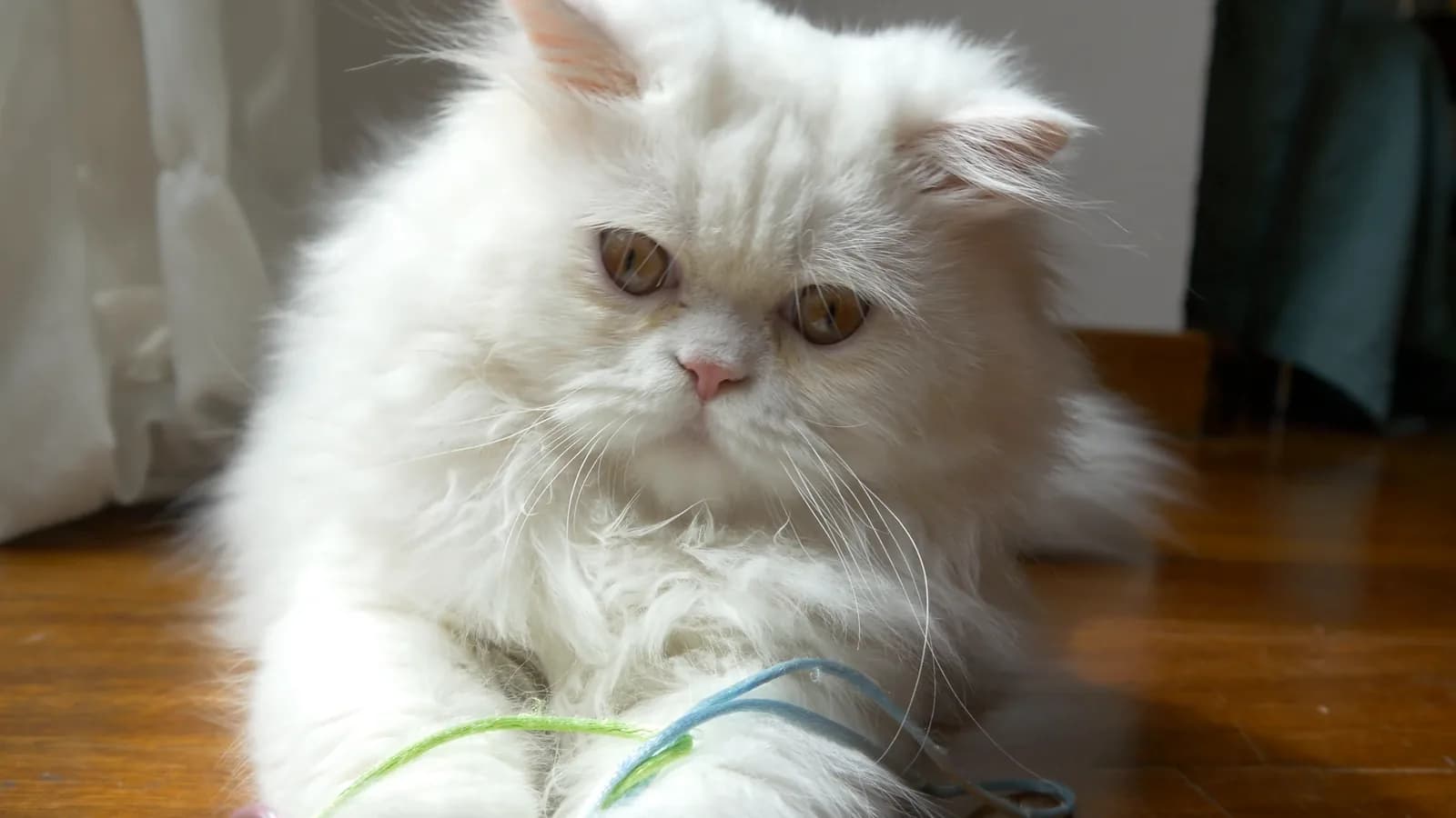 Persian