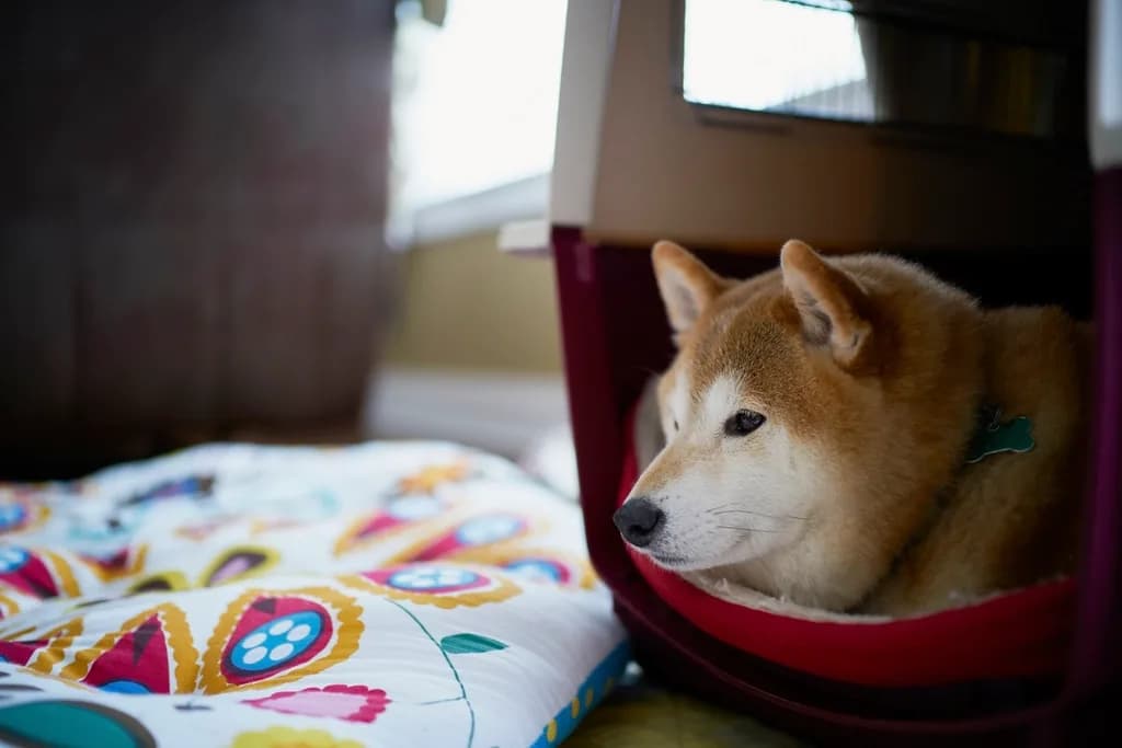 Shiba Inu