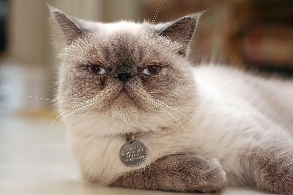 Exotic Shorthair