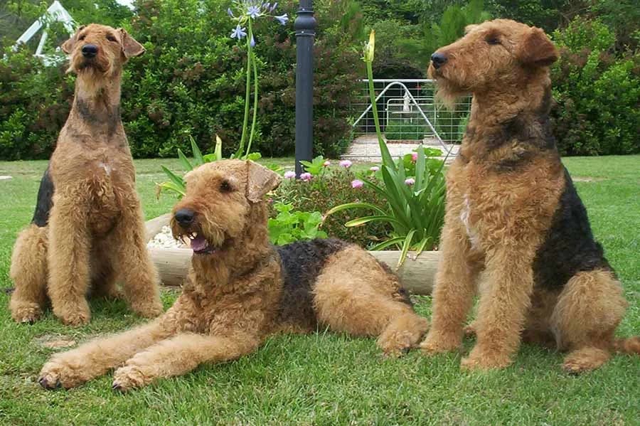 Airedale Terrier