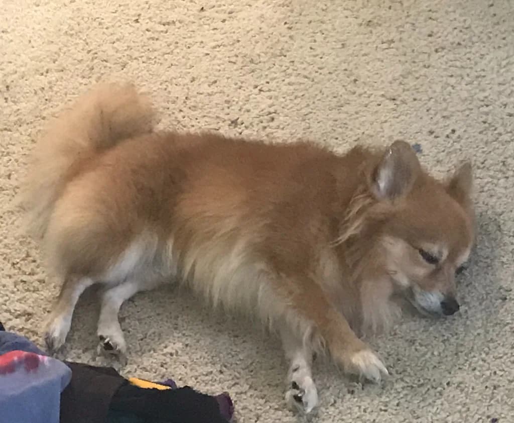 Chihuahua