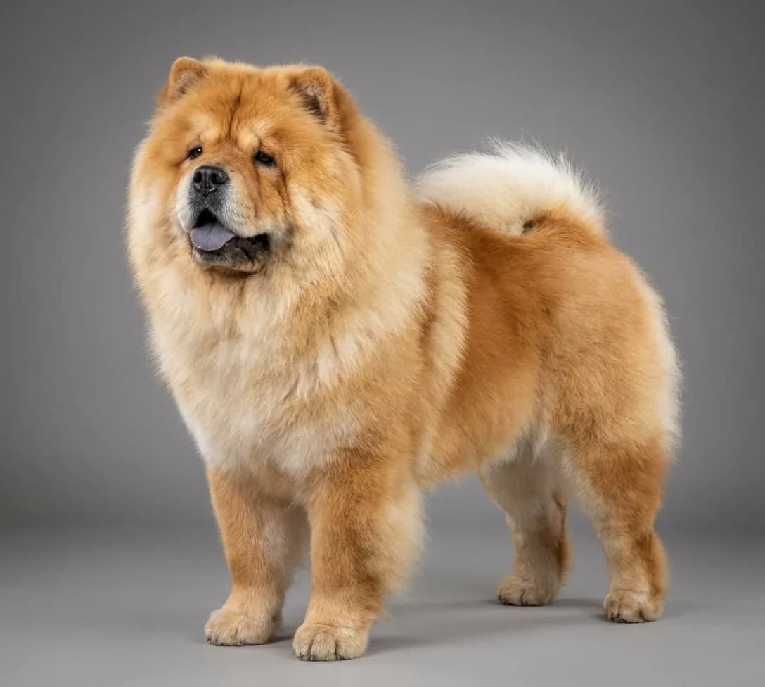 Chow Chow
