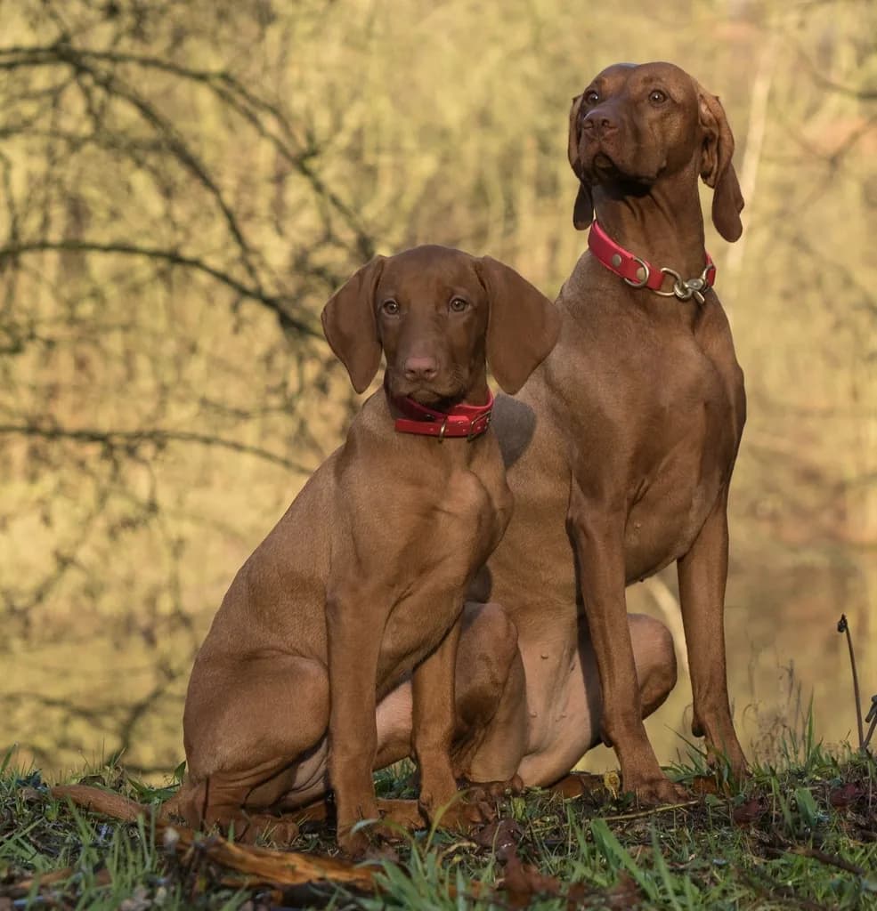 Vizsla