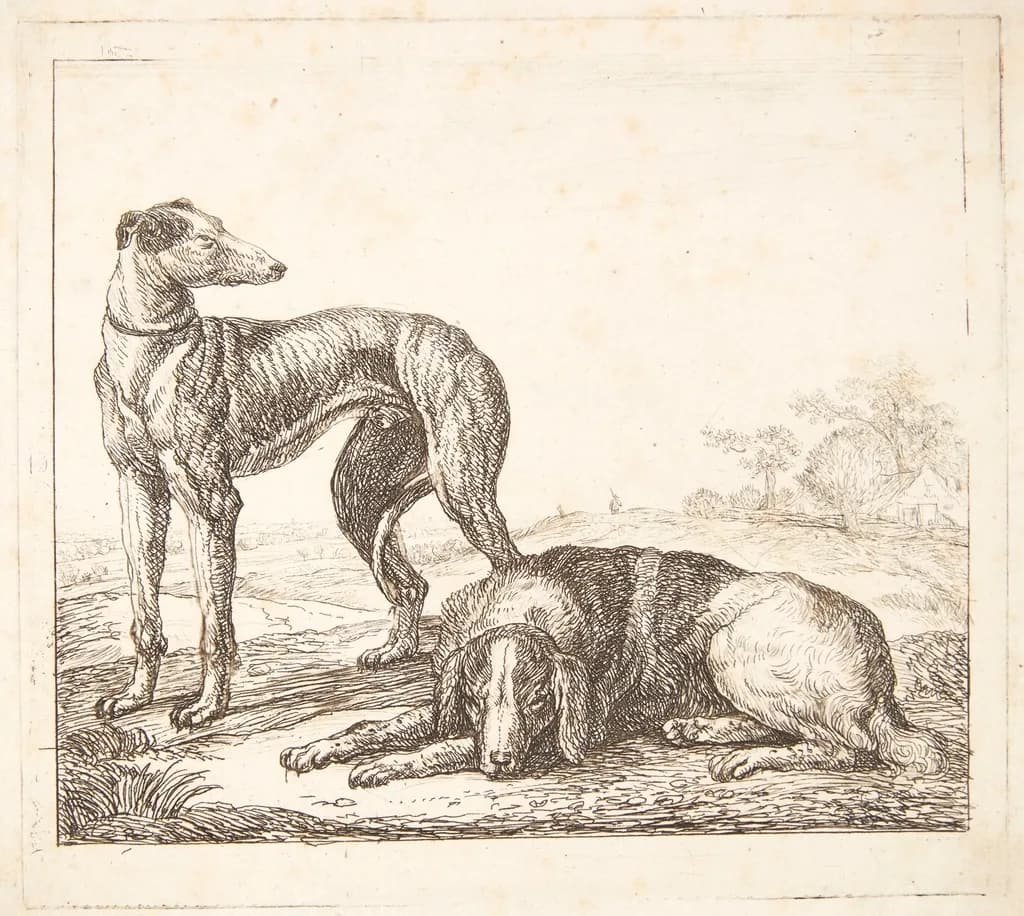 Greyhound