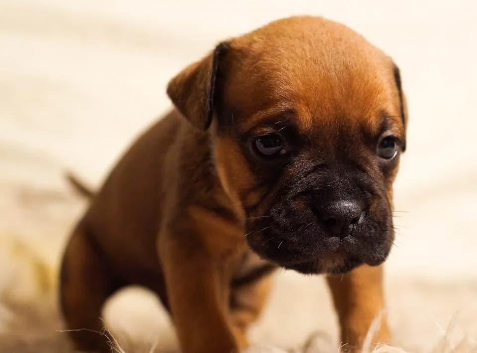 Bulldog