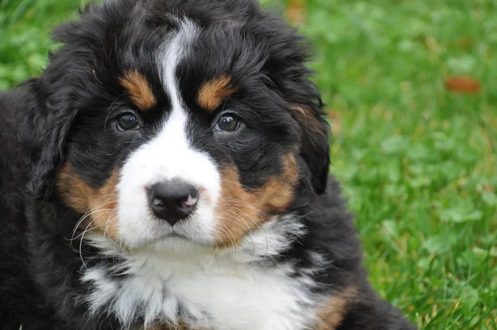 Bernese Mountain Dog