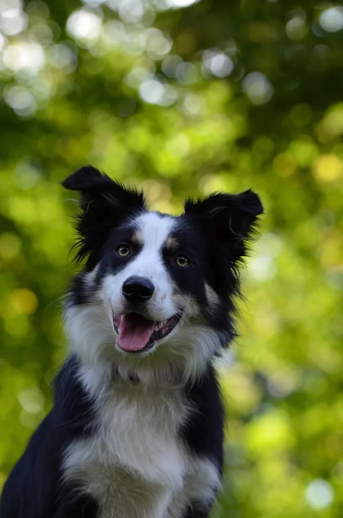 Border Collie