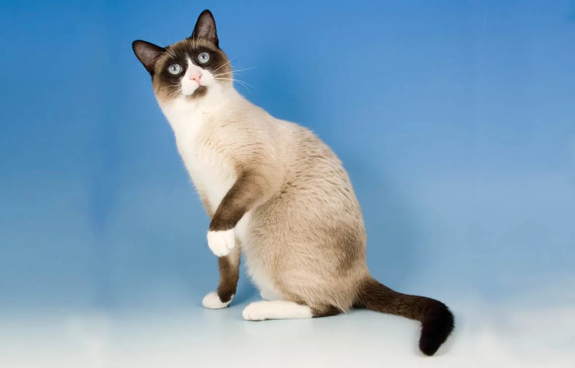 Snowshoe