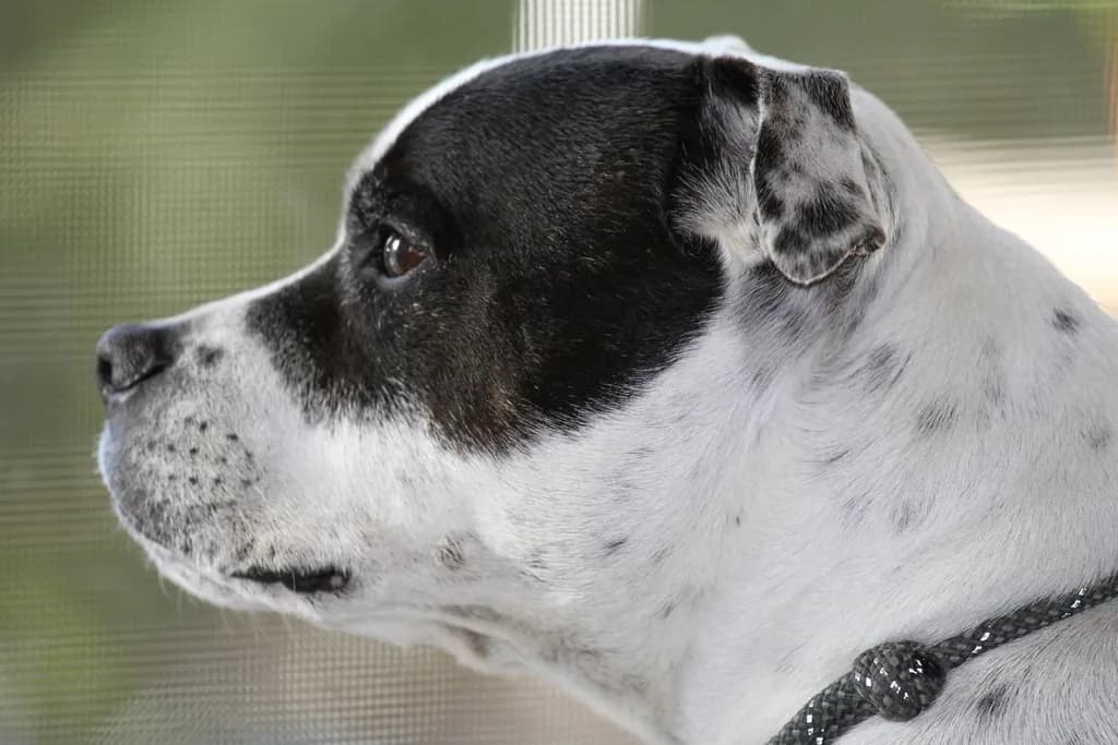 Bull Terrier