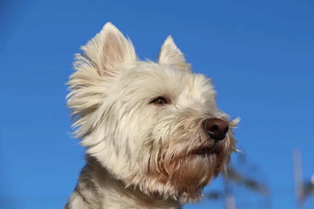 West Highland White Terrier