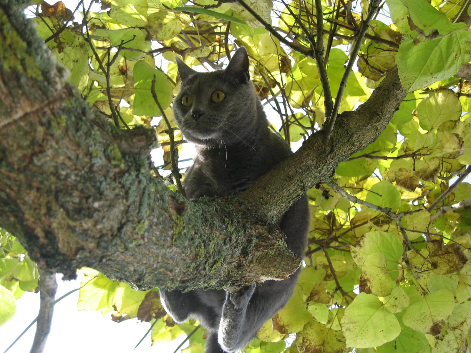 Chartreux