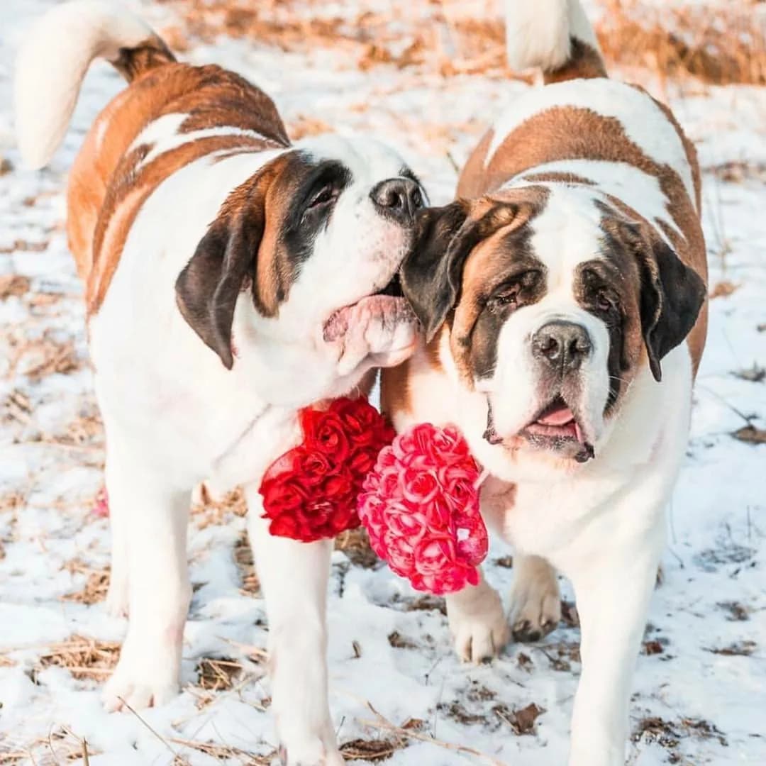 Saint Bernard