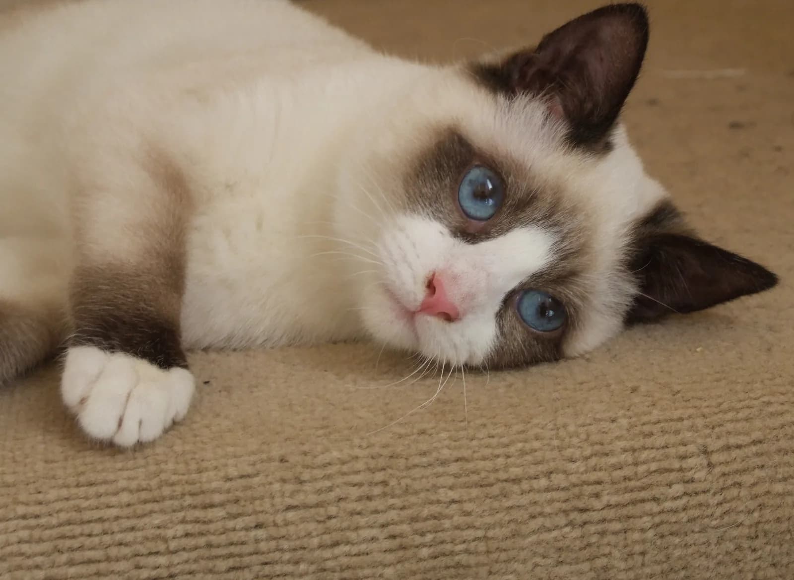 Snowshoe