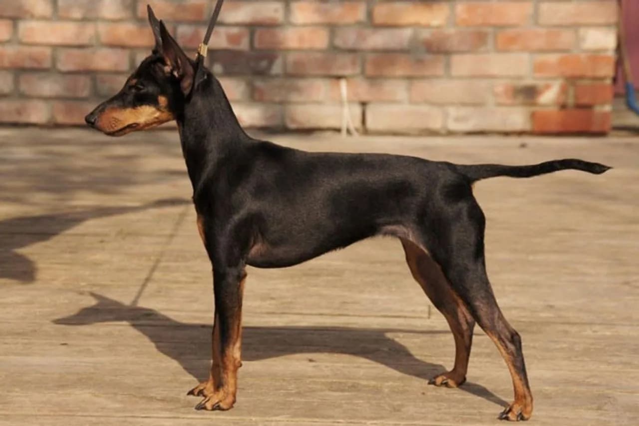 English Toy Terrier (Black & Tan)