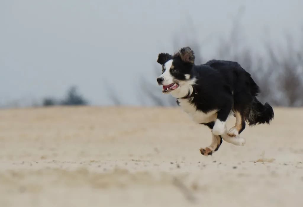 Australian Shepherd