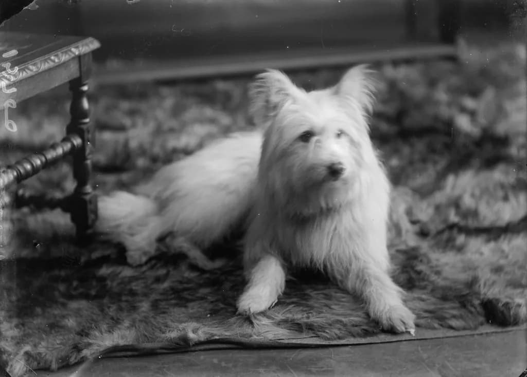 West Highland White Terrier