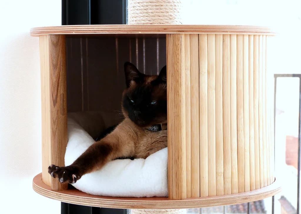 Siamese