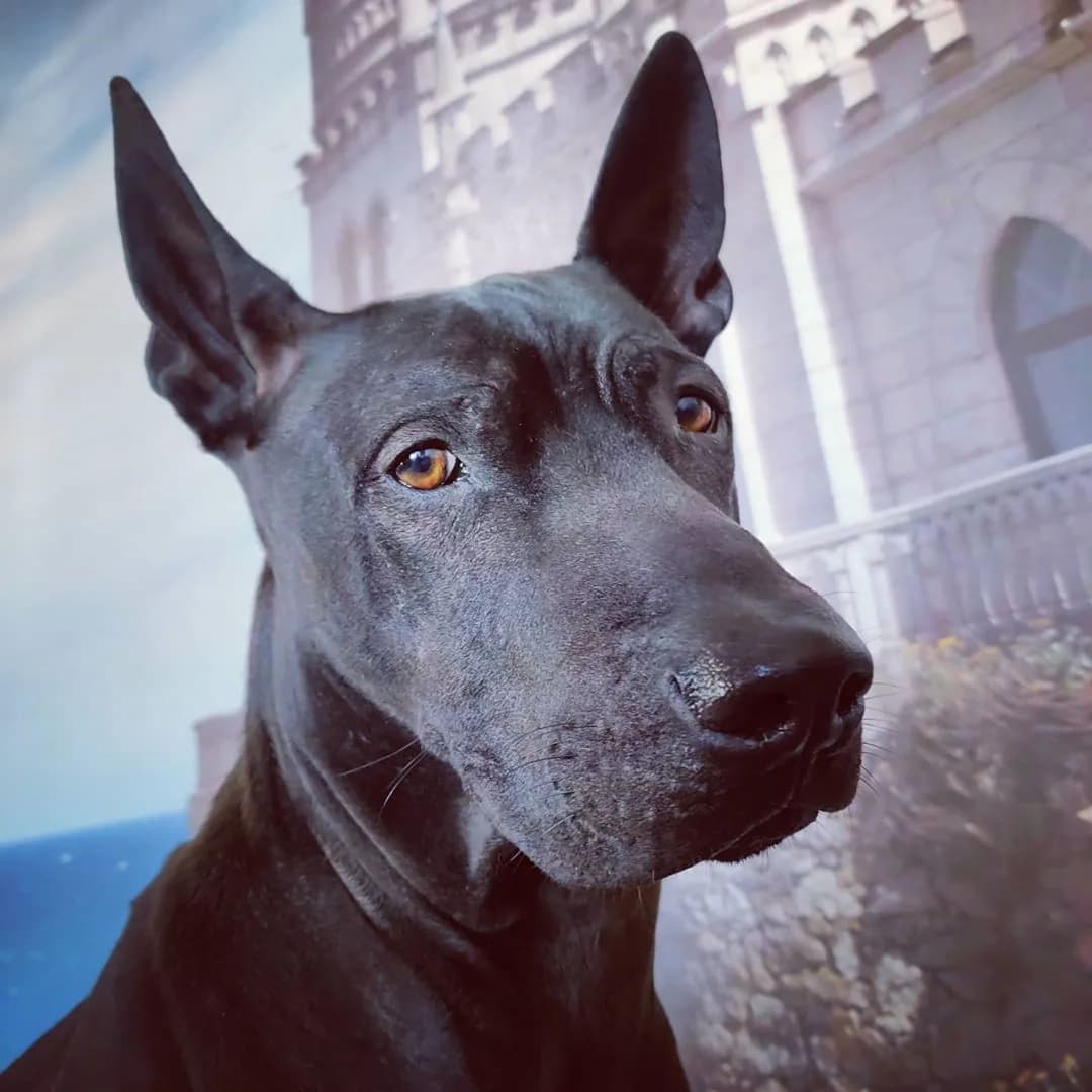 Thai Ridgeback