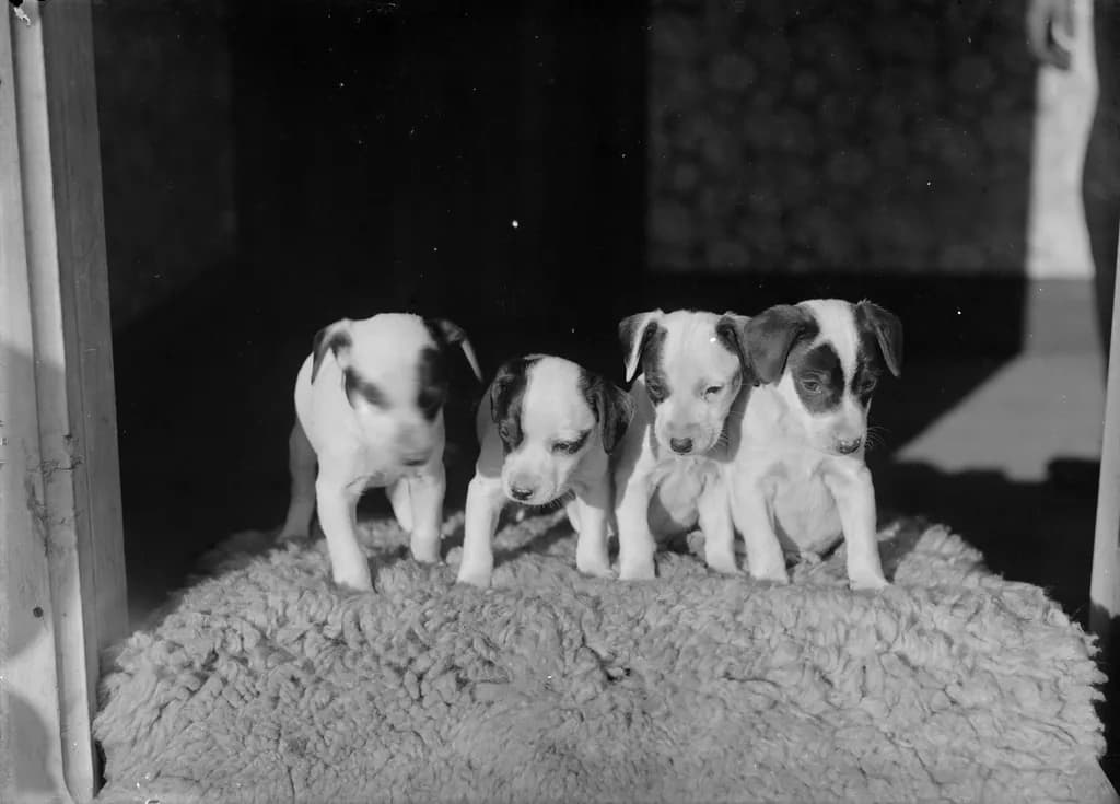 Boston Terrier