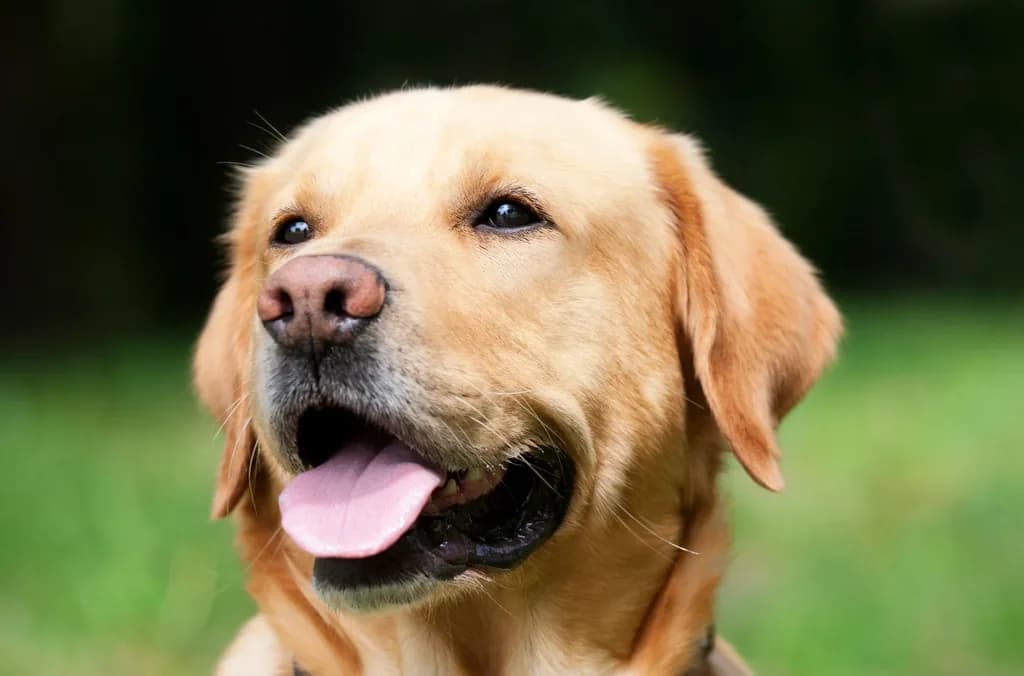 Labradoro retriveris