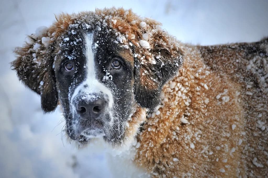 Australian Shepherd