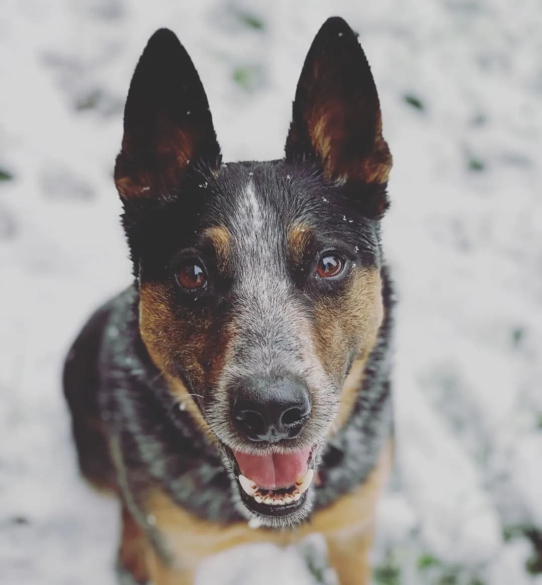 Australian Cattle Dog