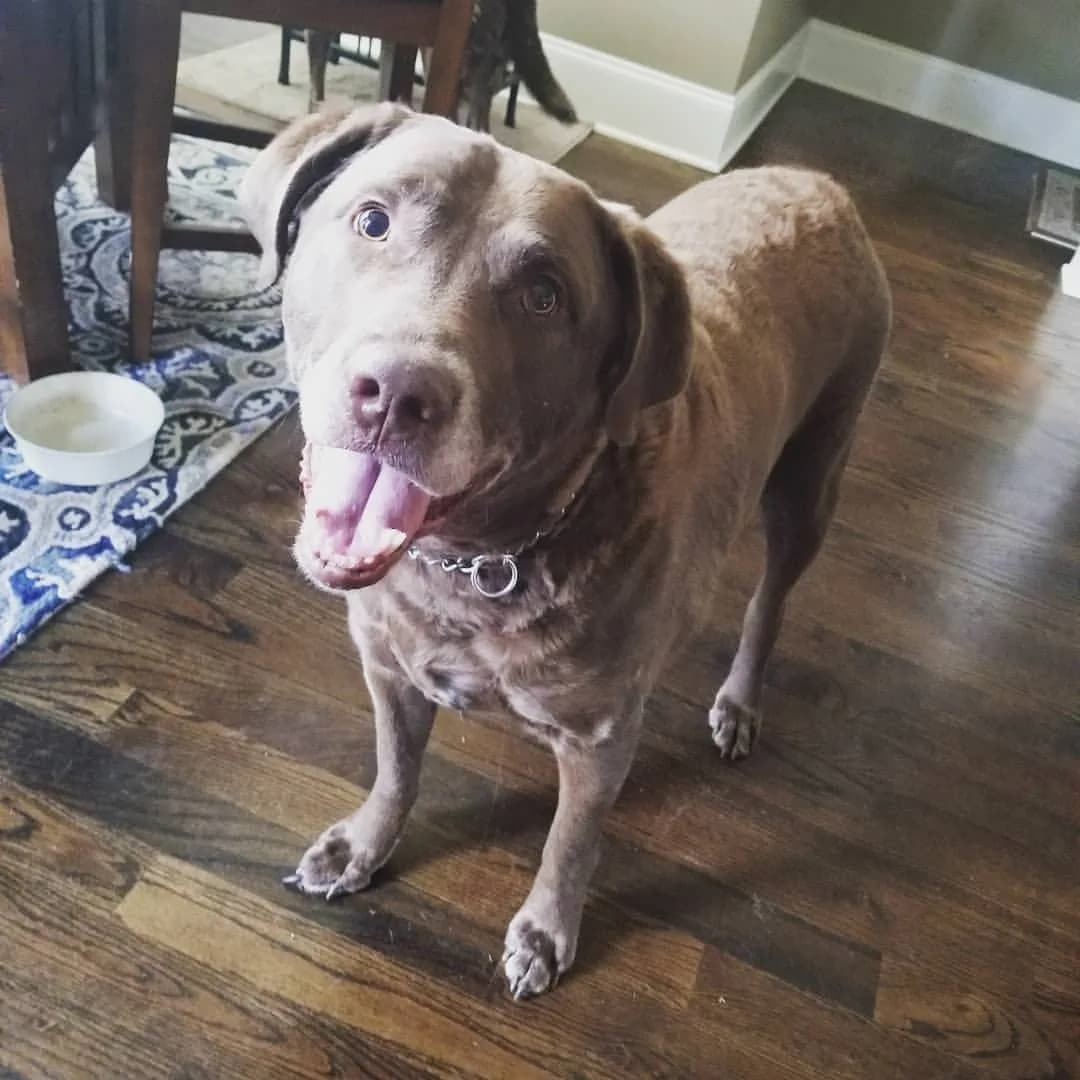 Chesapeake Bay Retriever