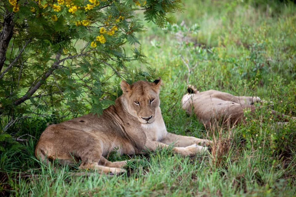 Safari