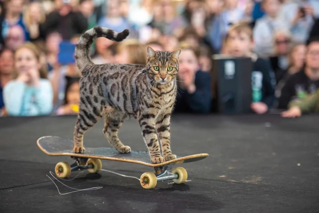 Bengal