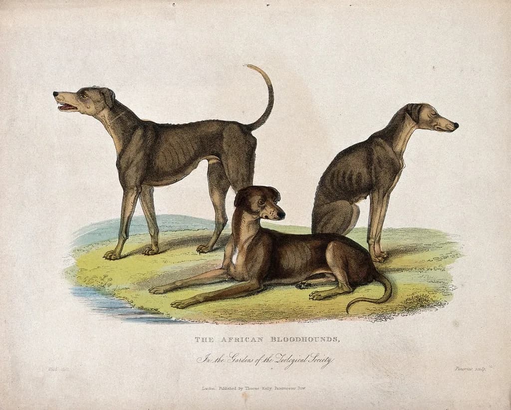 Great Dane