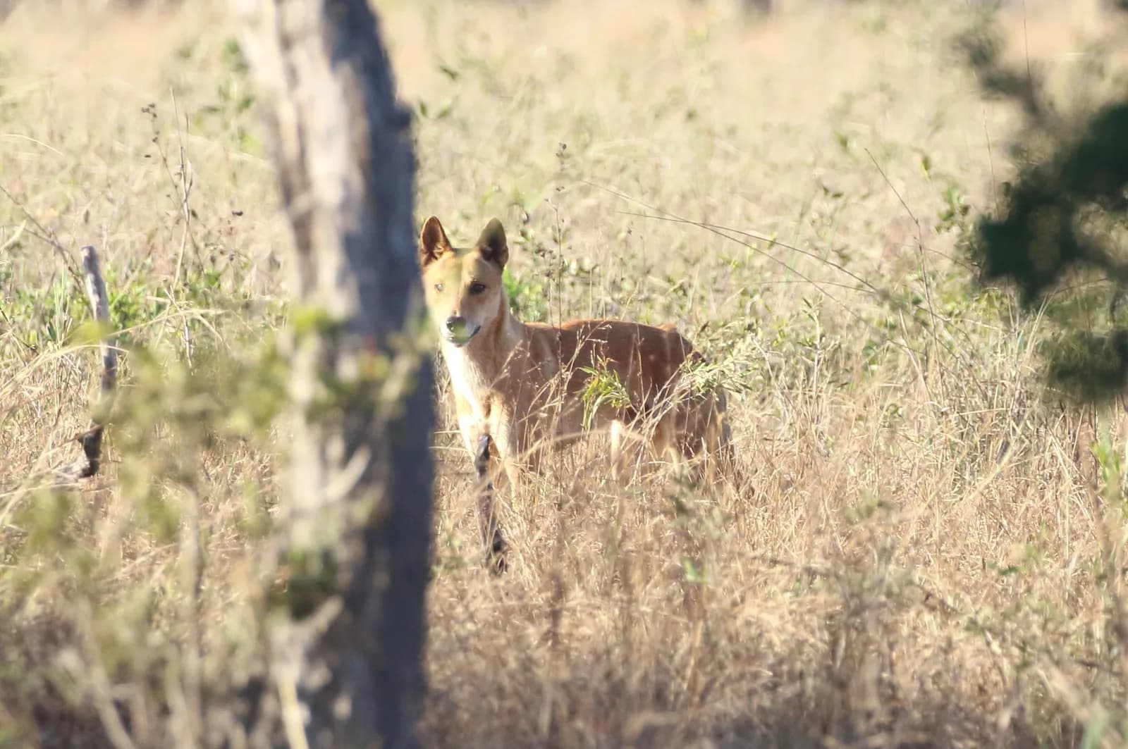 Dingo